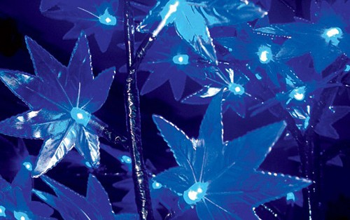 Клен световой (2.1 м) IMT-001 531-513