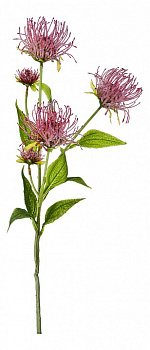 Ветка (74 см) Леукоспермум сердцелистный 21-1002