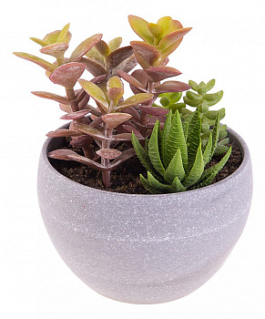 Растение в горшке (11х14 см) Сукулента 269-101