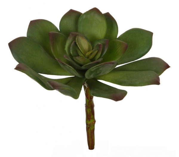 Цветок (12 см) Суккулент 58006900