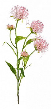 Ветка (74 см) Леукоспермум сердцелистный 21-1004