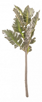 Ветка (38 см) Крестовник 278-123