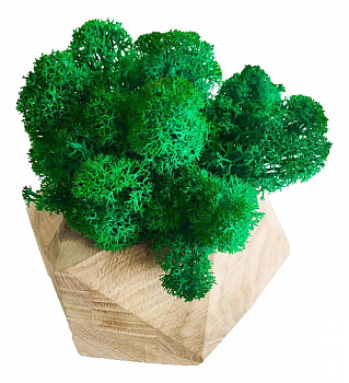 Панно (10x7.5x10 см) Мох