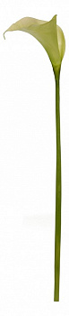 Цветок (80 см) Калла 58003900
