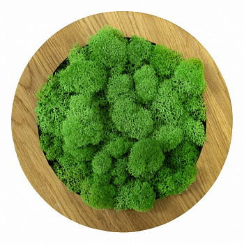 Панно (20x4x20 см) Круг Мох