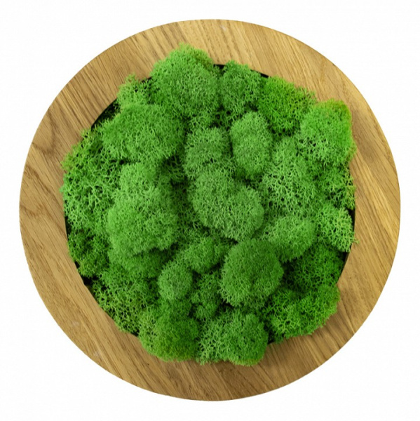 Панно (20x4x20 см) Круг Мох