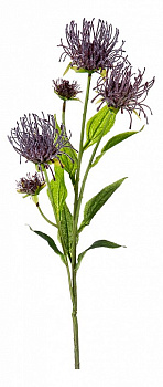 Ветка (74 см) Леукоспермум сердцелистный 21-1003