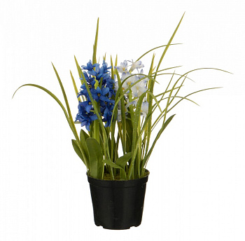 Растение в горшке (32 см) Гиацинт 654-191