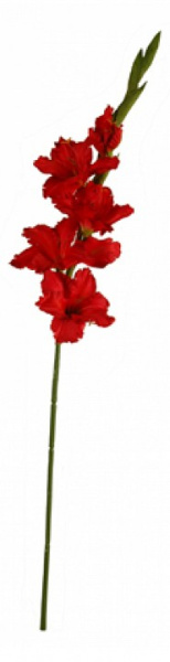 Цветок (77 см) Гладиолус 58017000