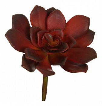 Цветок (14 см) Суккулент 58007200