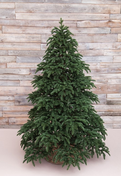 Ель новогодняя [1.85 м] Нормандия темно-зеленый 72080