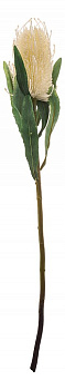 Цветок (63 см) Протея 278-126