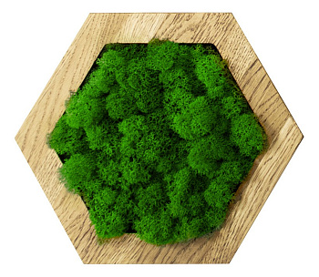 Панно (20x4x20 см) Шестиугольник Мох