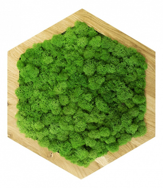 Панно (50x4x50 см) Шестиугольник Мох