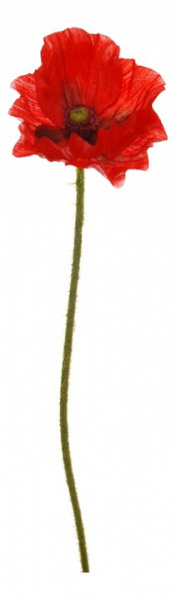 Цветок (42 см) Мак 58014800