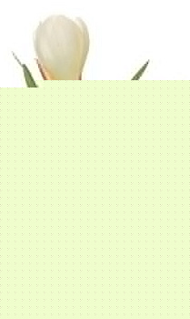 Растение в горшке (21 см) Крокус 58021500