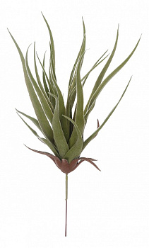 Зелень (22 см) Алоэ 58007400