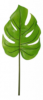 Зелень (57 см) Лист монстеры 58001600