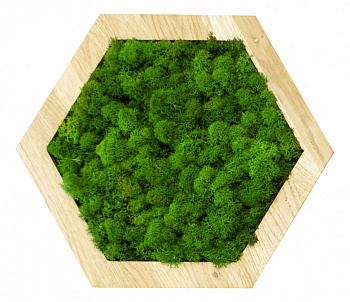 Панно (30x4x30 см) Шестиугольник Мох