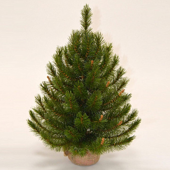 Ель новогодняя [90 см] Сосна сказочная светло-зеленая в мешке 73538