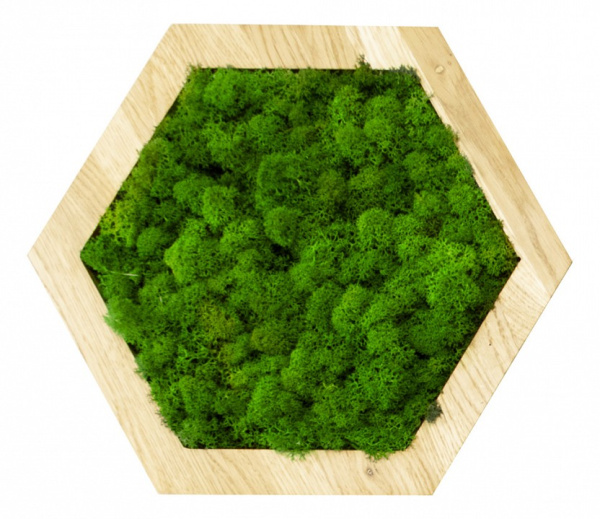 Панно (30x4x30 см) Шестиугольник Мох