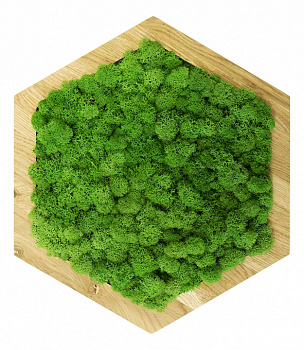 Панно (40x4x40 см) Шестиугольник Мох
