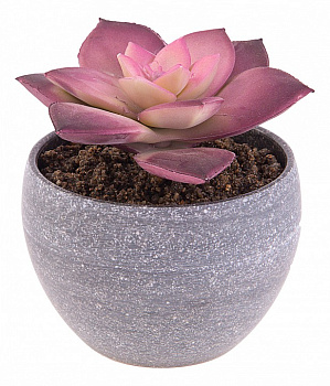Растение в горшке (7.5х9 см) Сукулента 269-106